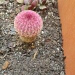 Echinocereus rigidissimus 叶