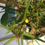 Ludwigia erecta फूल