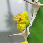 Euphorbia cactus Flower