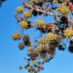 Liquidambar styraciflua Fruit