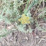 Helichrysum odoratissimum Kukka