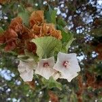 Dombeya burgessiae Цвят
