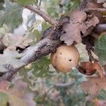 Quercus lobata Fruto