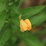 Oenothera fruticosa Flor