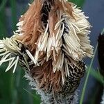 Carex acutiformis Kvet