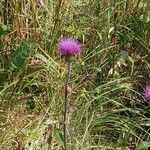 Cirsium heterophyllumFlower