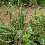 Plantago rhodosperma Hoja