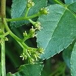 Zanthoxylum beecheyanum Flower