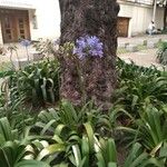 Agapanthus praecoxപുഷ്പം