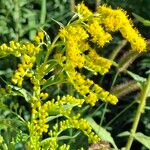 Solidago gigantea 花