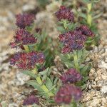 Rhodiola integrifolia Habitus