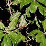 Pittosporum poueboense Leaf