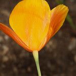 Eschscholzia lemmonii Flower