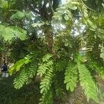 Albizia lebbeck Агульны выгляд