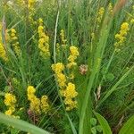 Galium verumFlower