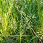 Juncus subnodulosus Blüte