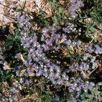 Limonium lobatum Flor