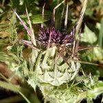 Silybum eburneum Flower