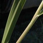 Panicum dichotomiflorum Bark