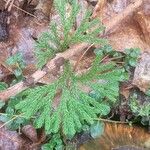 Lycopodium dendroideum 葉