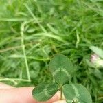 Trifolium pratense Leaf