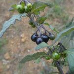 Solanum nigrum خشب