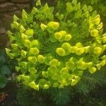 Euphorbia cyparissias Floro