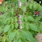 Dahlia imperialis Levél