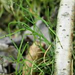Equisetum scirpoides خشب