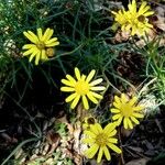 Jacobaea vulgaris 花
