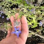 Borago officinalisFlor