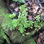 Peperomia tetraphylla 形態