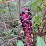 Phytolacca americanaFrukt