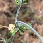 Lotus campylocladus Leaf