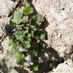 Cymbalaria muralis P.Gaertn. B.Mey. & Scherb.Leaf