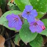 Pulmonaria obscura 花