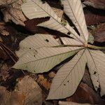 Pourouma bicolor Blad