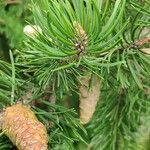 Pinus banksiana 叶