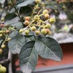 Zanthoxylum bungeanum Fruit