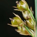 Juncus filiformis Frutto