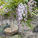 Wisteria floribundaFlower