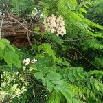 Robinia pseudoacacia 花