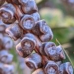 Callistemon citrinus Fruit