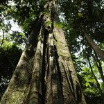 Gilletiodendron kisantuense Bark