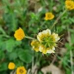 Geum sylvaticum花