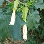 Datura stramoniumFleur