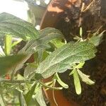 Artemisia suksdorfii Leaf