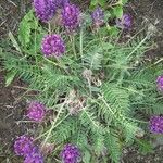 Oxytropis strobilacea Habitus