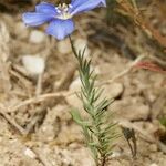 Linum leonii Habit