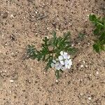 Cakile maritima 花